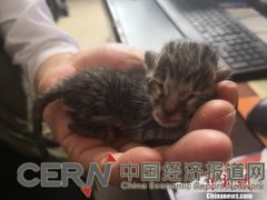 云南工人挖掘机下救出豹猫幼崽，民警用