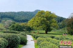 西湖龙井茶3月18日正式开采
